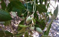 Avicennia officinalis L.